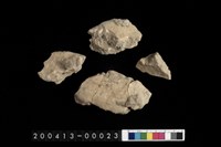 藏品(菊石?)的圖片