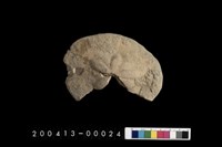 藏品(菊石?)的圖片