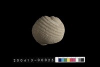 藏品(生痕化石)的圖片