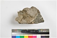 藏品(貝)的圖片