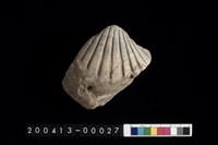 藏品(貝)的圖片