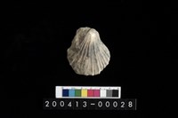 藏品(扇貝)的圖片