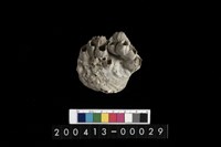 藏品(牡蠣)的圖片