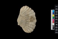 藏品(血蚶)的圖片