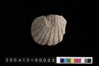 藏品(血蚶)的圖片