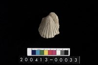 藏品(血蚶)的圖片