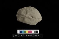 藏品(生痕化石)的圖片