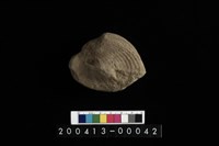 藏品(生痕化石)的圖片