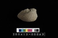 藏品(生痕化石)的圖片