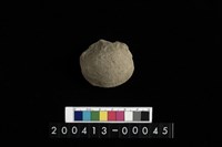 藏品(生痕化石)的圖片