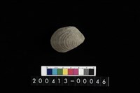 藏品(生痕化石)的圖片