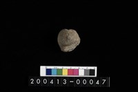 藏品(生痕化石)的圖片