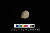 藏品(生痕化石)的圖片