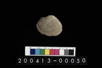 藏品(生痕化石)的圖片