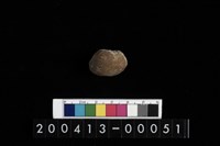 藏品(生痕化石)的圖片