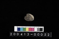 藏品(生痕化石)的圖片