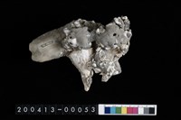 藏品(貝類)的圖片