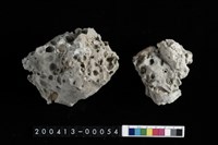 藏品(螺)的圖片