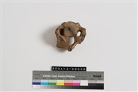 藏品(牛頸椎)的圖片