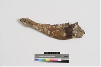 藏品(牛下顎骨)的圖片