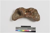 藏品(牛第一頸椎)的圖片