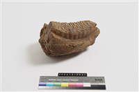 藏品(象臼齒)的圖片