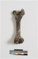 藏品(牛股骨)的圖片