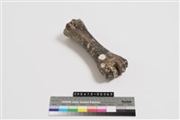 藏品(牛蹠骨)的圖片