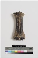 藏品(牛蹠骨)的圖片