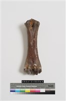 藏品(牛蹠骨)的圖片