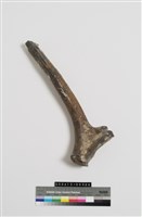 藏品(梅氏四不像鹿角)的圖片