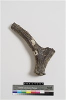 藏品(梅氏四不像鹿角)的圖片