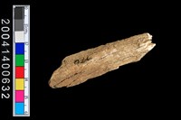 藏品(獸骨)的圖片