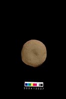 藏品(石錘)的圖片