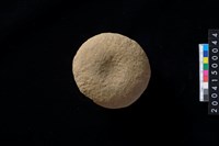 藏品(石錘)的圖片