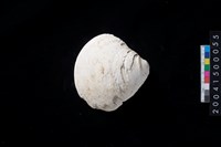 藏品(蛤)的圖片