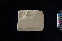 藏品(打製石斧殘件)的圖片