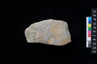 藏品(磨製石斧殘件)的圖片