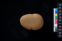 藏品(石網墜)的圖片