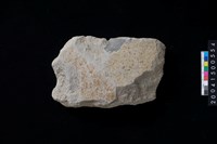 藏品(磨製石斧殘件)的圖片