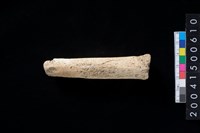 藏品(獸骨)的圖片