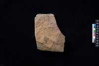 藏品(磨製石斧殘件)的圖片