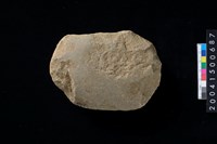 藏品(磨製石斧∕石錘)的圖片