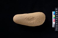 藏品(石錘)的圖片