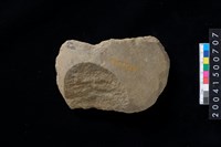 藏品(打製石斧)的圖片