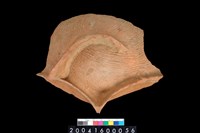 藏品(三連杯高足豆殘件)的圖片