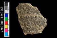 藏品(腹片)的圖片