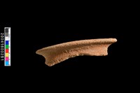 藏品(罐口緣殘件)的圖片