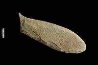 藏品(打製石斧)的圖片