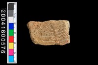 藏品(有紋腹片)的圖片